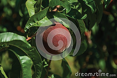 Close-up of red ripe peach stuck to leafy branch Stock Photo