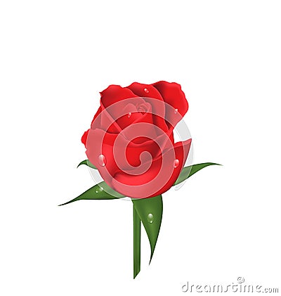 Close-up red rose isolated on white background Vector Illustration