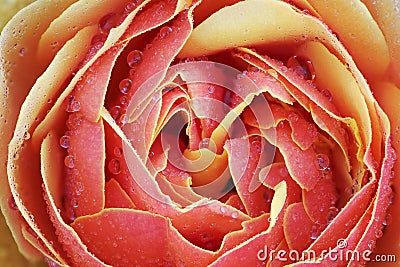 Close-up of Red Rose with Raindrops Stock Photo