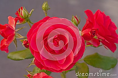 Close up of a red rose Stock Photo