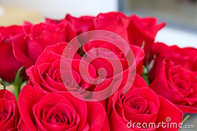 Close up of red roses. Stock Photo