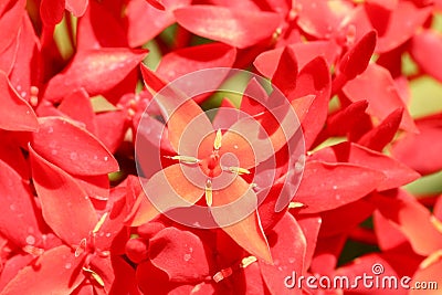 Close up red Rubiaceae flowers. Red Ixora flower in garden at Bali in Indonesia. Amazing tropical plant with many beautiful red fl Stock Photo