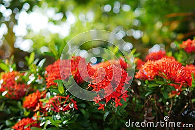 Close up red Rubiaceae flowers, Ixora flower, Red flower spike in a green blurred bokeh background Stock Photo