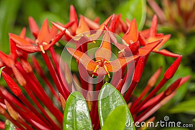 Close up red rubiaceae ixora flower Stock Photo