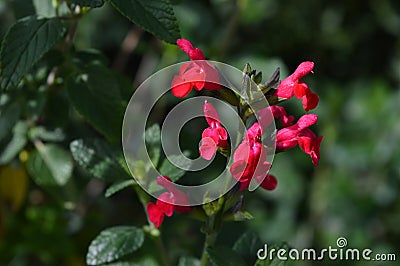 Close-up of Red Salvia Microphylla Flowers, Macro, Nature Stock Photo