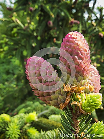 Close up Red Spruce Cone vertical Stock Photo