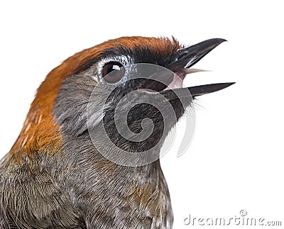 Close-up of a Red-tailed Laughingthrush tweeting- Garrulax milnei Stock Photo