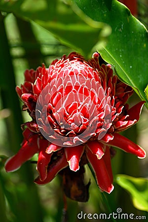 Close up on a red torch ginger Stock Photo