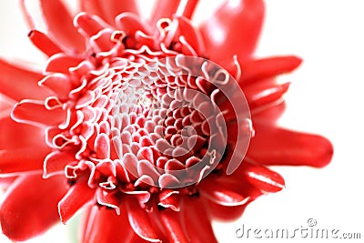 Close up of red Torch Ginger flower petal Stock Photo
