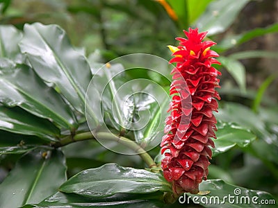 Close up of a red tower ginger tropical flower on maui Stock Photo