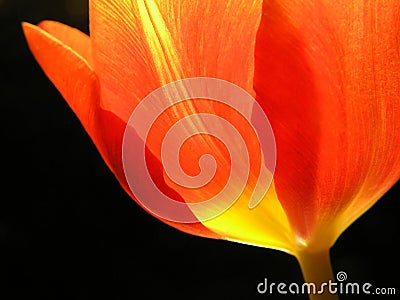 Close-up of red tulip Stock Photo