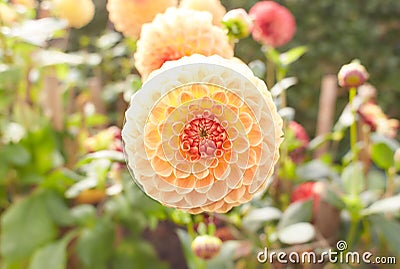 Close up of red and white asteraceae dahlia `viking pompom` flowers in blooming. Autumn plants. Stock Photo