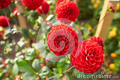 Close up of red and white asteraceae dahlia `viking pompom` flowers in blooming. Autumn plants. Stock Photo