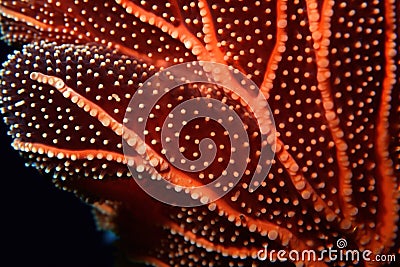 Close up of red and white corals. Stock Photo