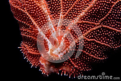 Close up of red and white corals. Stock Photo