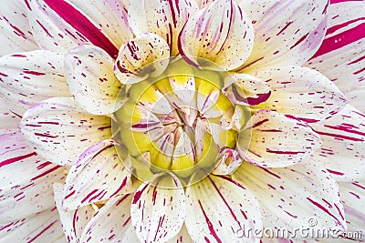 Close-up red white dahlia in bloom in a garden Stock Photo