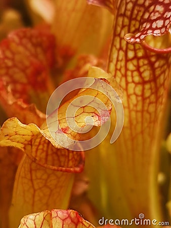 Close up of red and white sarracenia showing red vein detail Stock Photo
