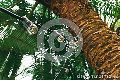 retro bulbs garland on a palm tree , tropical wedding or summer party decorations Stock Photo