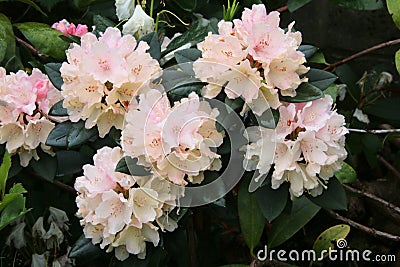 A close up of a Rhodedendron Stock Photo