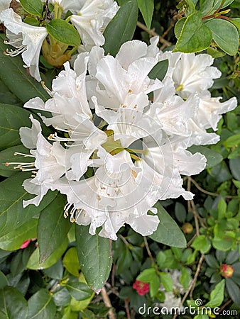 A close up of a Rhodedendron Stock Photo