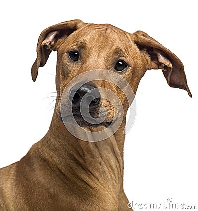 Close up of a Rhodesian Ridgeback Stock Photo