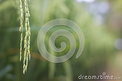 Close up of rice in the field Stock Photo