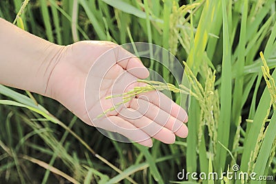 Close up rice on hand in paddy Stock Photo