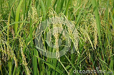 Close up rice paddy Stock Photo