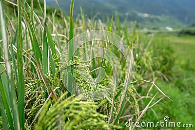 Close up rice plants in paddy field Stock Photo