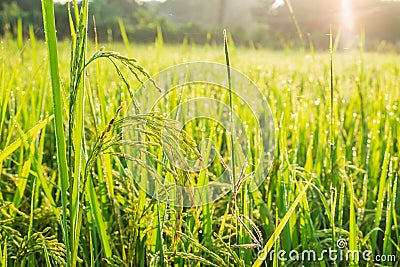 Close up rice plants yield ripening growing waiting for harvest Stock Photo