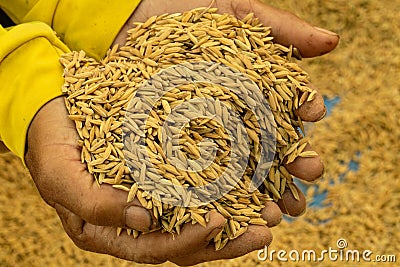 Close up rice seeds on man farmer hands on paddy background, a h Stock Photo