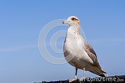 Close up of Ring-billed Gull Larus delawarensis sitting on a fence; San Francisco Bay Area, California Stock Photo