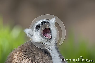 Close up of a Ring tailed Lemur Stock Photo