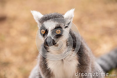 Close up of ring-tailed lemur in a bio park Stock Photo