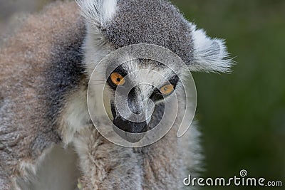 Close up of a ring-tailed lemur, Madagascar. Ring tail lemur portrait. Lemur with bowed head. Lemur catta Editorial Stock Photo