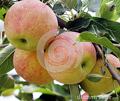 Close-up of ripe apples over the branches Stock Photo