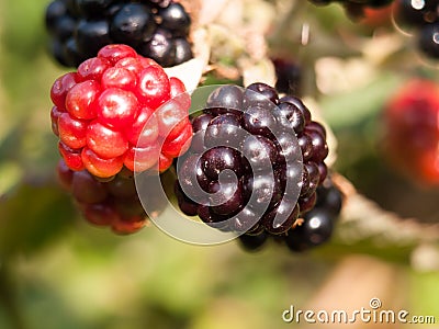 Close up of ripe blackberries macro Rubus fruticosus Stock Photo