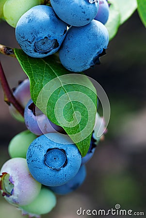 Close up of ripe blueberries, vertical shot Stock Photo
