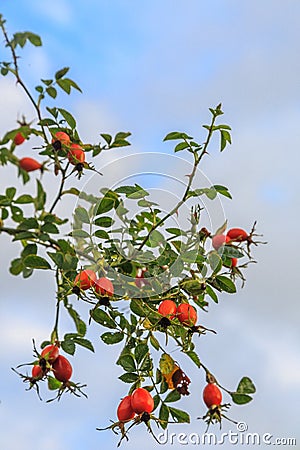 Close up of the ripe bright orange rose hips of the Rosa rubiginosa, Stock Photo