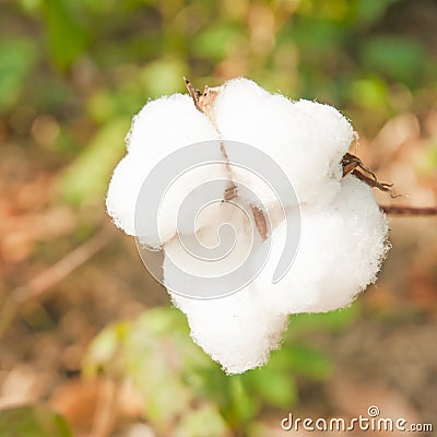 Close-up of Ripe cotton bolls Stock Photo