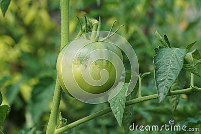 Close-up of a ripe green fruit of a tomato Solanum lycopersicum Stock Photo