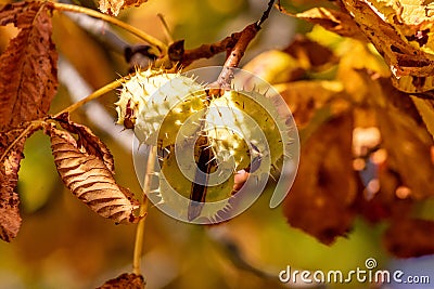 Close-up of ripe horse chestnuts on a tree in autumn Stock Photo