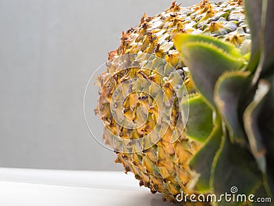 Close-up of ripe pineapple peel with stiff green leaves in the foreground. Stock Photo