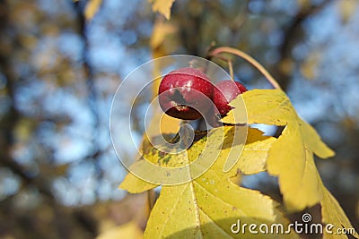 Close up of ripe red berries on branches of rose hips tree with golden leaves Stock Photo