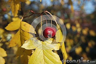 Close up of ripe red berries on branches of rose hips tree with golden leaves Stock Photo