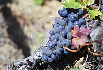 Close up of ripe red grapes ready for autumn harvest Stock Photo