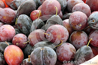 Close-up ripe red plums,natural backyard plums Stock Photo