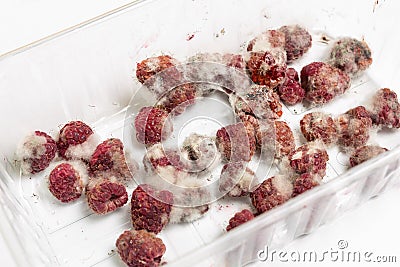 Close-up ripe red rotten raspberry with white grey mold on it. Spoiled berry in plastic box Stock Photo