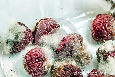 Close-up ripe red rotten raspberry with white grey mold on it. Spoiled berry in plastic box. Macro Stock Photo