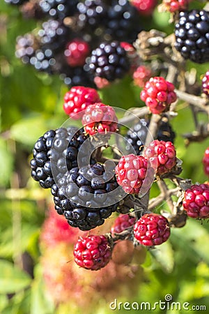 Close up of ripe and ripening wild blackberries Stock Photo